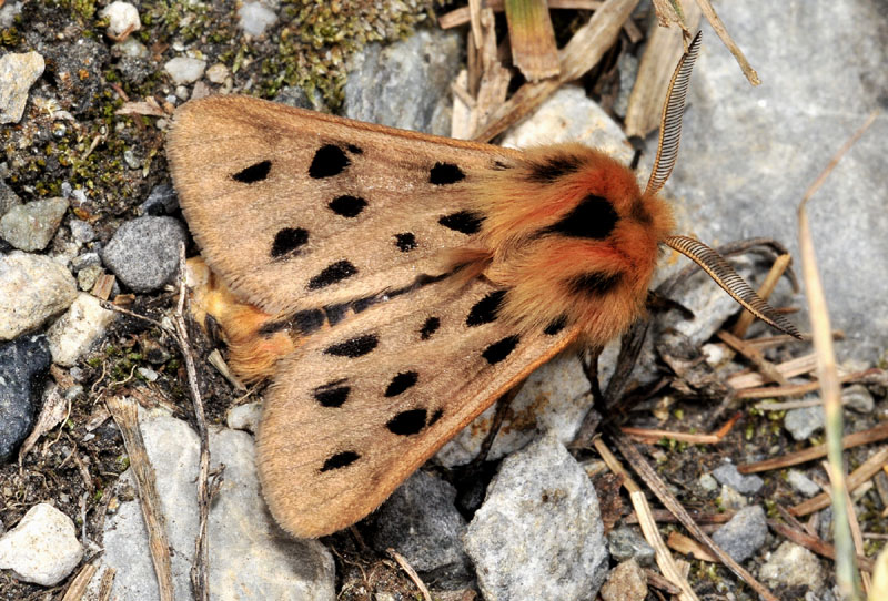 Alcune specie dall''alta Val di Susa